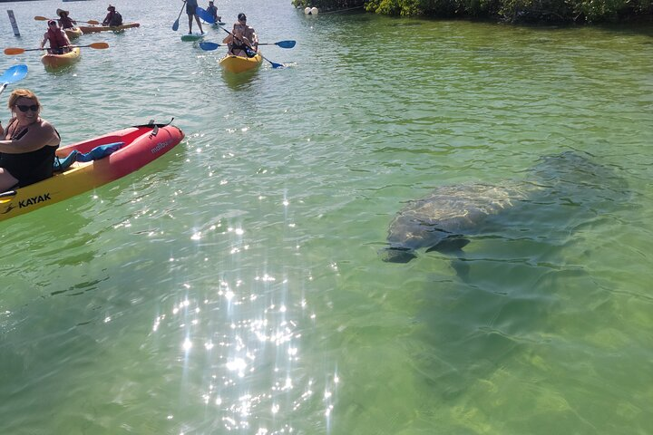 Stand Up Paddle Boarding and Kayaking at Mangrove Jungle - Photo 1 of 7